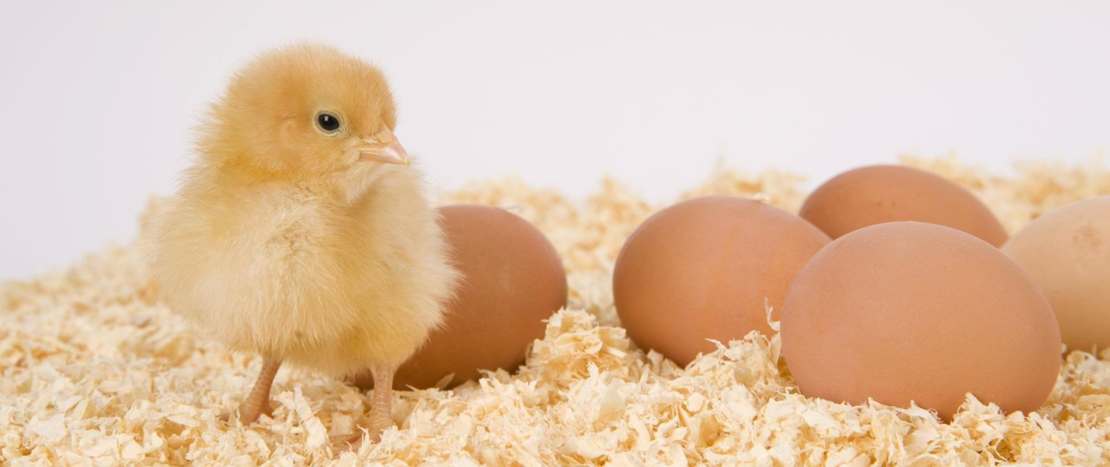 Fluffy, yellow baby chick standing next to chicken eggs on animal bedding made from wood shavings