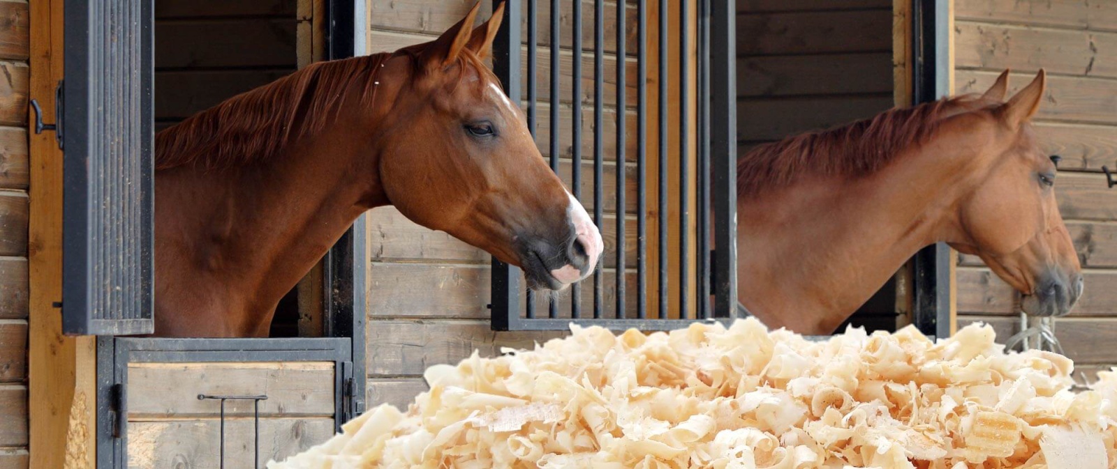 Horses inside a horse stable bedded with premium wood shavings