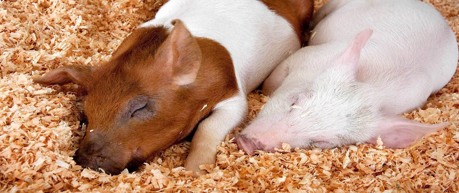 Two piglets sleeping on animal bedding made from wood shavings